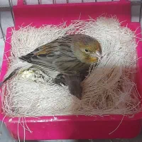 قناری ماده حرفه ای  کارداده