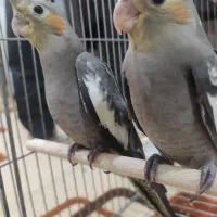 عروس هلندی