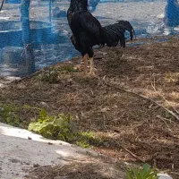 خروس لاری