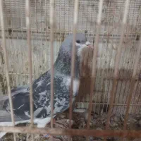 کفتر پرشی زدخوردی