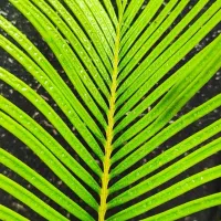 گل بابا آدم نخل سیکاس یوکا