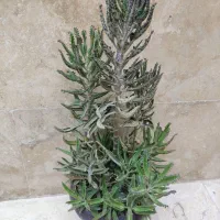 گل و گیاه طبیعی