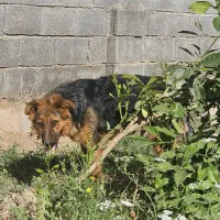 سگ ژرمن|سگ|دزفول, |دیوار