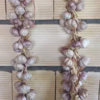 سیر ارگانیک ییلاق بدون کود