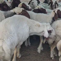 ورن درجه یک