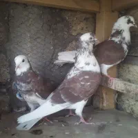 کفتر پرشی گرفتنی و پردمی