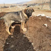 این توله سگ ربوده شده