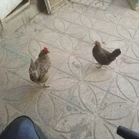 سه عدد مرغ تخم گذار سه میلیون