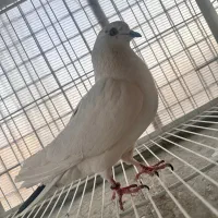 فروش کفتر