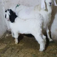 بز  پاکستانی