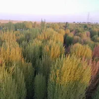 یک هکتار جارو فراشی