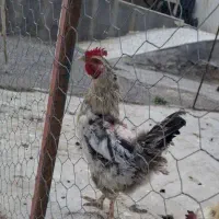 مرغ