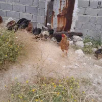 مرغ و خروس محلی جم