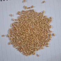 استخدام در نانوایی سنتی