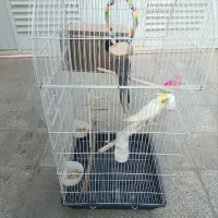 عروس هلندی