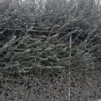 درخچه پوششی پیروکانتا وسرو وکاج دور فنس وباغ