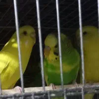 مرغ عشق معاوضه با گل