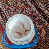 تخم مرغ نطفه دار لهستانی وابریشمی