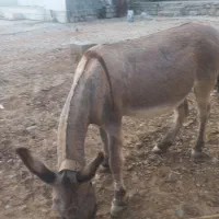 ی الاق سالم درجه یک