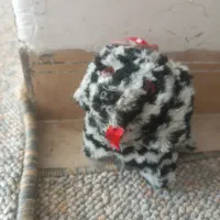 عروسک