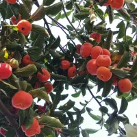 انواع نهال های ممتاز و درجه یک