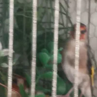 سهره جفت چونه سفید رو تخم