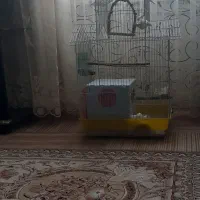 کوتوله بریزیلی