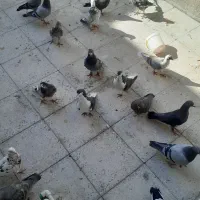 کبوتر سبز