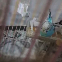 مرغ عشق به همراه جوجه