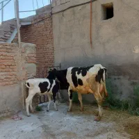 گاو شیری آدرس خود مراغه .