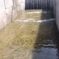 بچه ماهی کپور و امور