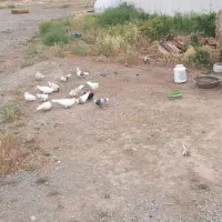 کبوتر