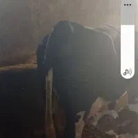 سلام گوساله سیمیتال نره بفروش میرسه
