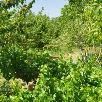 لب-جاده-باغ-گیلاسی-گردو