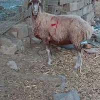 ۲ عدد میش چاق