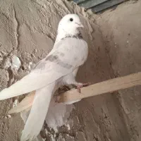 کفتر