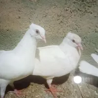 کبوتر|پرنده|دهگلان, |دیوار