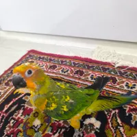 خورشیدی(سانکانور)|پرنده|تهران, نازی‌آباد|دیوار