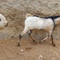 نری و برره چاق|حیوانات مزرعه|قشم, |دیوار