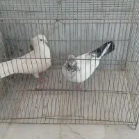 کفتر|پرنده|قهدریجان, |دیوار