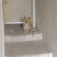 واگذاری سگ پامرین