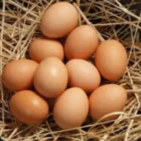 تخم مرغ محلی وخروس فروشی