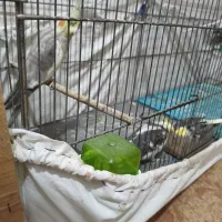 عروس هلندی