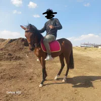 اسب مادیان