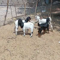 کهره سه ماهه