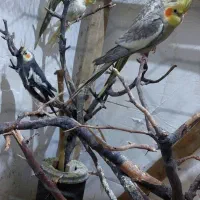 عروس هلندی و کوتوله جفتی و تکی