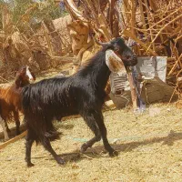 سه تا نری چاق و سرحال رشتی مناسب کشتن و داشتی
