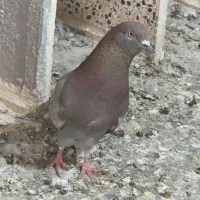 کفترپرشی