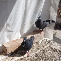 کبوتر زاغ آبادانی
