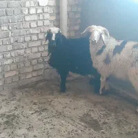 بره ،گوسفند نر